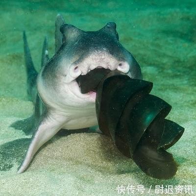 金龍魚爛尾最怕三個東西，預防與治療全攻略，金龍魚爛尾最怕的三大克星，預防與治療全攻略 金龍魚爛尾最怕三個東西，預防與治療全攻略，金龍魚爛尾最怕的三大克星，預防與治療全攻略 龍魚常見疾病 第2張