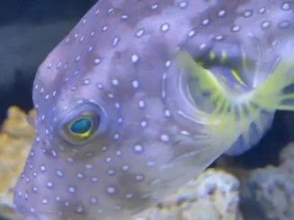 狗頭魚吃河豚會不會被毒死|《狗頭魚吃河豚會不會被毒死》狗頭魚吃河豚會不會被毒死