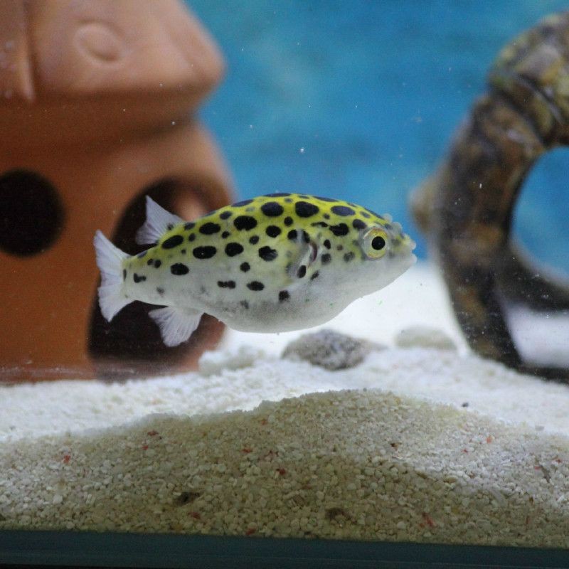 狗頭魚吃河豚會不會被毒死|《狗頭魚吃河豚會不會被毒死》狗頭魚吃河豚會不會被毒死