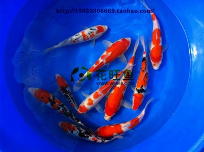 養(yǎng)魚必備三種藥，守護魚兒健康的關(guān)鍵，養(yǎng)魚必備的三種藥物，輕松守護魚兒健康