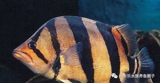 龍魚爛尾癥狀圖解析，識別、治療與預防，龍魚爛尾癥狀圖解，識別、治療與預防全指南