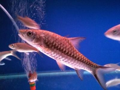 中國十大高端魚缸品牌排行榜，打造水族世界的奢華藝術，中國十大高端魚缸品牌，水族奢華藝術的巔峰之選 中國十大高端魚缸品牌排行榜，打造水族世界的奢華藝術，中國十大高端魚缸品牌，水族奢華藝術的巔峰之選 龍魚常見疾病 第2張
