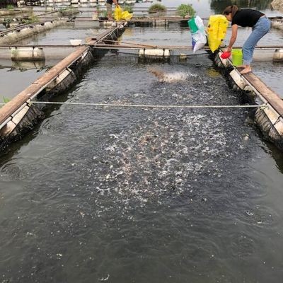 魚缸最建議的三個(gè)牌子，打造完美水族世界的首選，魚缸三大頂級(jí)品牌推薦，打造理想水族世界的首選