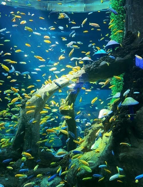 重慶水族店【2020年重慶水族市場走走逛_造景裝飾_什么值得買】