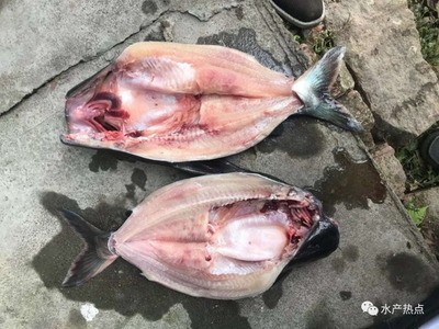 魚身上有蟲用什么藥最好？科學防治指南，魚體寄生蟲防治，科學用藥與最佳處理方案