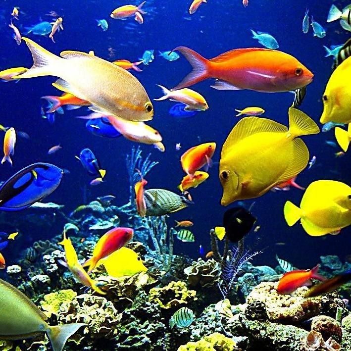深海魚有哪些？|深海魚的奧秘與海洋價值共處的深海魚的奧秘與海洋價值
