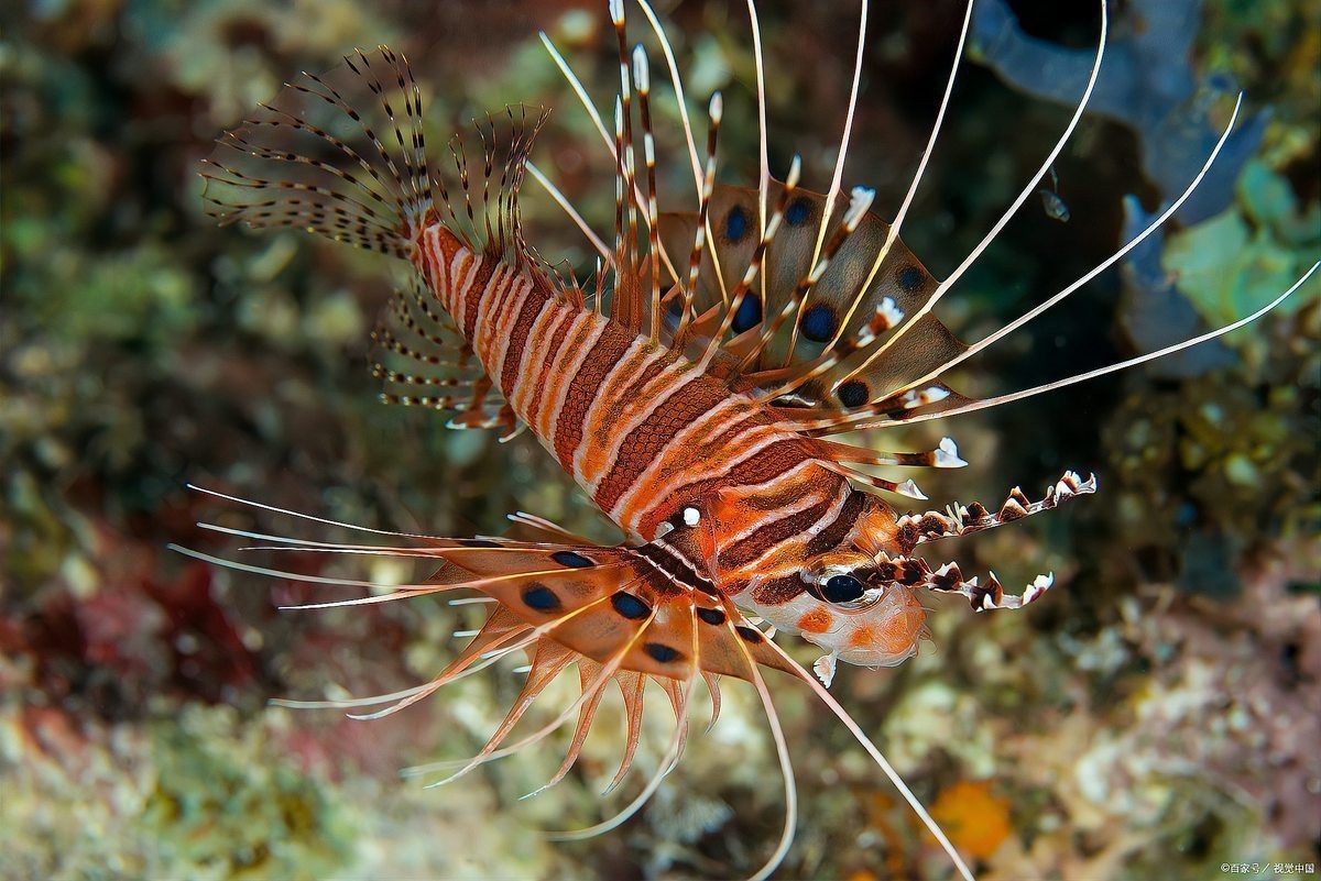 深海魚有哪些？|深海魚的奧秘與海洋價值共處的深海魚的奧秘與海洋價值