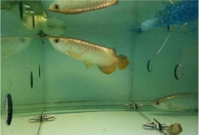 魚麻藥十大排名，2023年最受歡迎的魚類麻醉劑推薦，2023年魚類麻醉劑十大排名，高效安全產品推薦