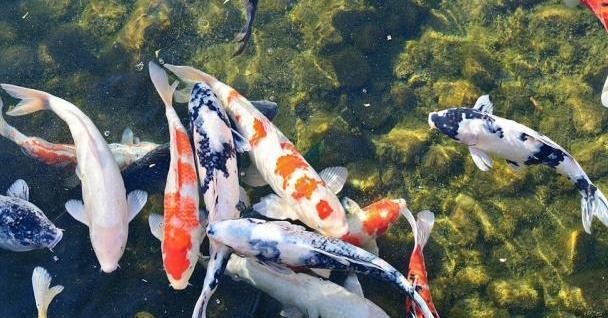 專業水族館魚缸廠家，打造夢幻水族世界的幕后英雄，專業水族館魚缸廠家，夢幻水族世界的匠心締造者