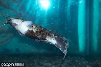 魚身上寄生蟲圖片，識別、危害與預防指南，魚體寄生蟲識別指南，危害解析與科學預防措施
