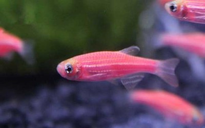上門定做魚缸，個性化水族生活的完美解決方案，定制專屬魚缸，上門服務打造個性化水族生活