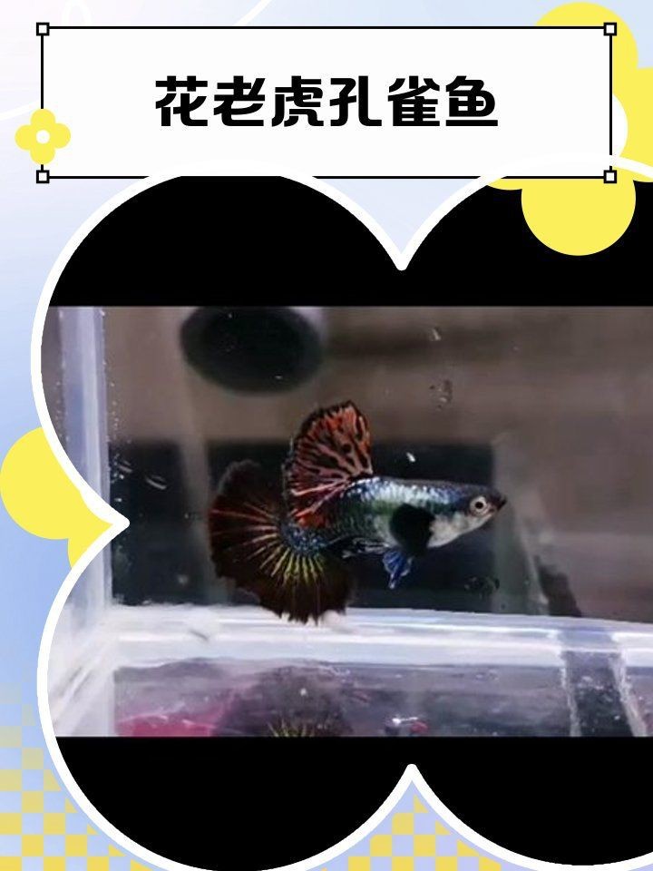 花老虎孔雀魚|花老虎孔雀魚的養殖體驗 龍魚論壇 第1張 花老虎孔雀魚|花老虎孔雀魚的養殖體驗 花老虎孔雀魚|花老虎孔雀魚的養殖體驗 龍魚論壇 第1張
