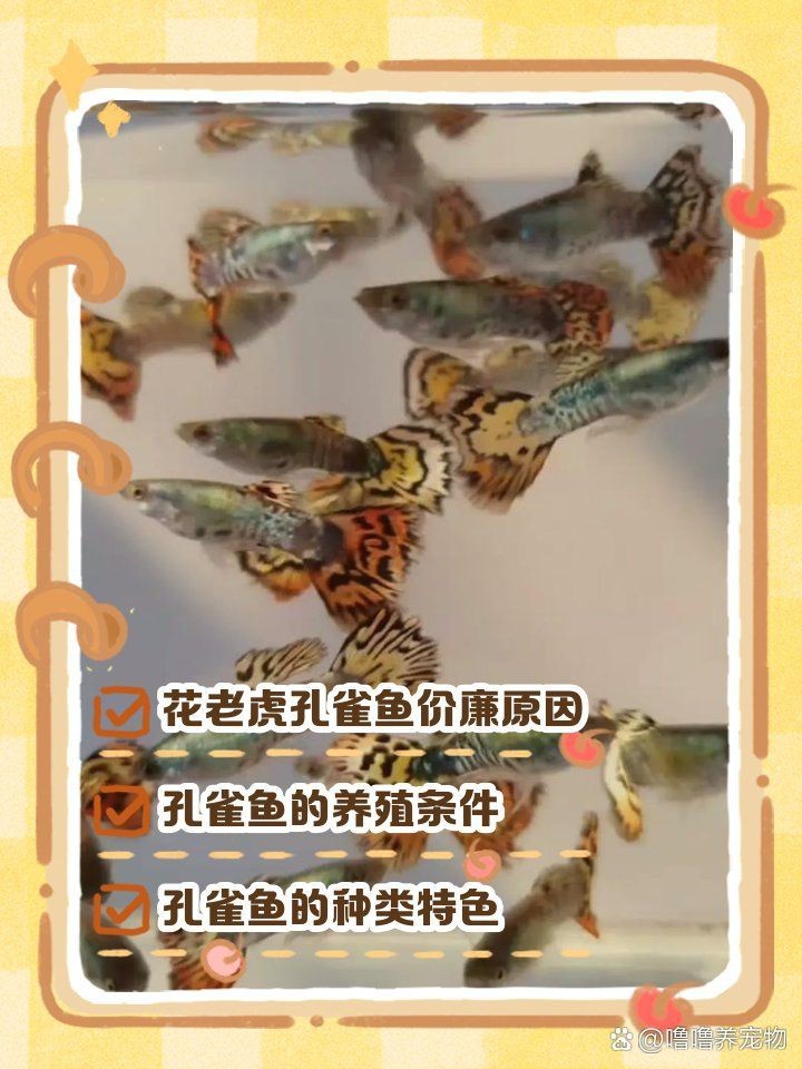 花老虎孔雀魚|花老虎孔雀魚的養殖體驗 龍魚論壇 第7張 花老虎孔雀魚|花老虎孔雀魚的養殖體驗 花老虎孔雀魚|花老虎孔雀魚的養殖體驗 龍魚論壇 第7張