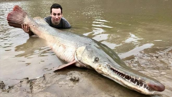 1米25魚缸養龍魚的后果，潛在風險與應對策略，1米25魚缸養龍魚的后果，潛在風險與應對策略