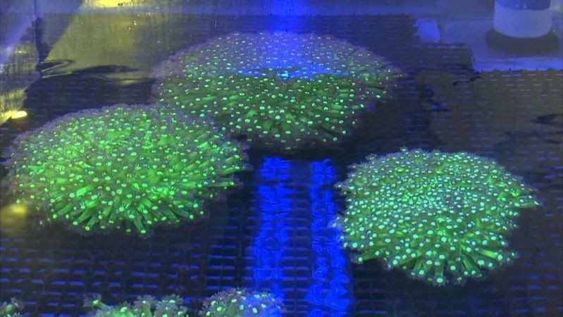 膠州水族店|膠州有哪些水族店？