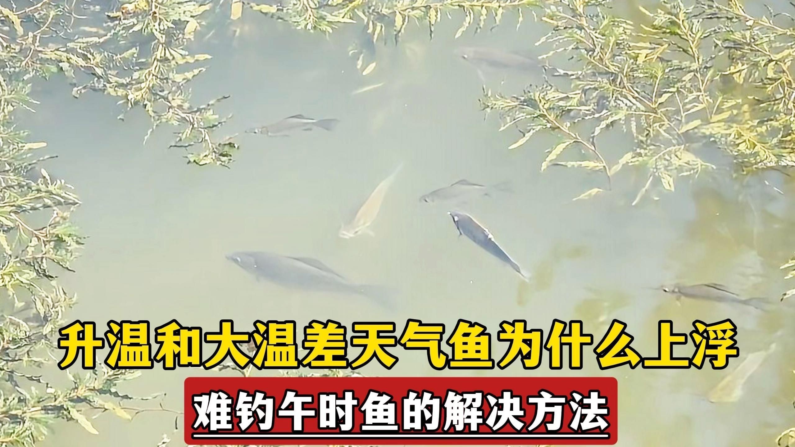 如何預防魚類的浮頭現象？|剛哥漁樂魚上浮神仙難釣午時魚的解決方法及應對方法