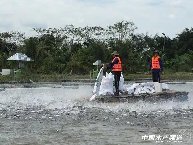 龍魚用什么顏色的燈光好看：龍魚飼養秘籍，燈光色彩的奇妙世界