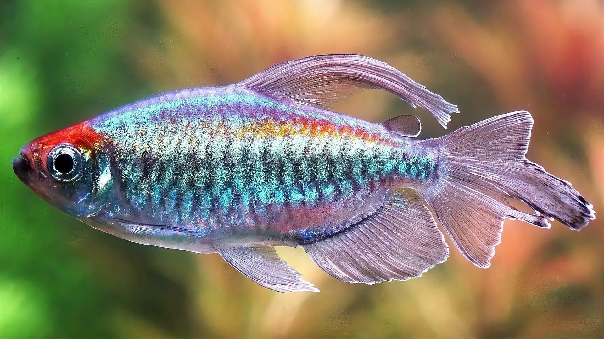 美人魚魚缸大型|《美人魚魚缸大型》
