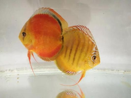 互動的觀賞魚圖片大全集高清(互動的觀賞魚圖片大全集高清壁紙) 互動的觀賞魚圖片大全集高清(互動的觀賞魚圖片大全集高清壁紙) 龍魚百科 第3張