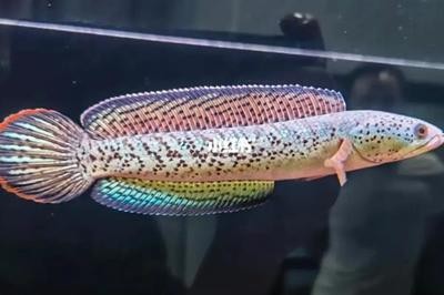 龍魚混養視頻大全最新版：龍魚混養視頻大全，探秘水族箱中的和諧共生之美