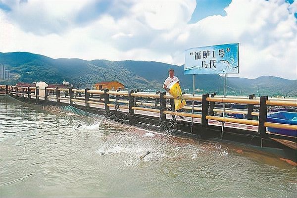 福鼎龍魚店|福鼎有沒有龍魚養殖基地