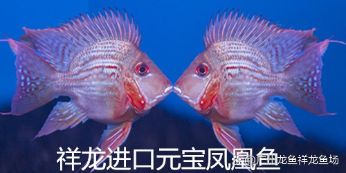 祥龍魚(yú)場(chǎng)有哪些線上平臺(tái)？|廣州龍魚(yú)祥龍魚(yú)場(chǎng)