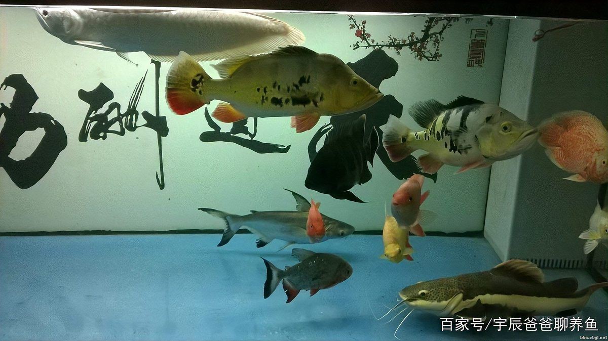 七星刀魚和招財貓魚混養(yǎng)案例分享|七星刀魚與招財貓魚混養(yǎng)實際案例分析和注意事項