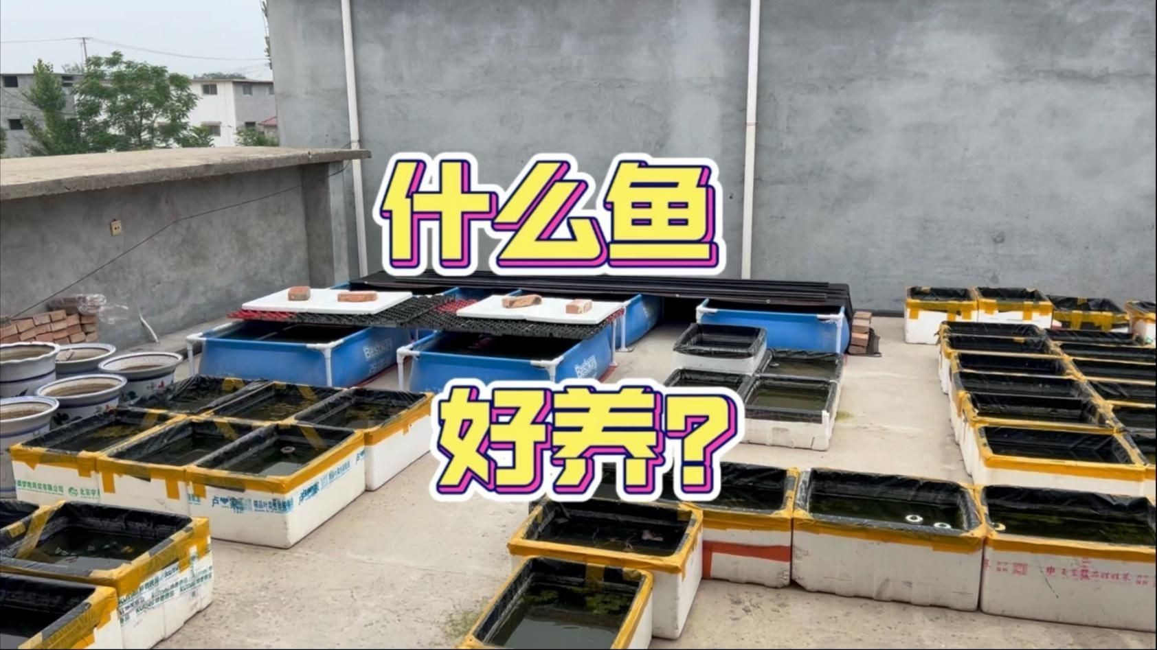 蝴蝶鯉和錦鯉哪個好養|蝴蝶鯉和普通錦鯉一起飼養這期視頻告訴你為什么不可以混養
