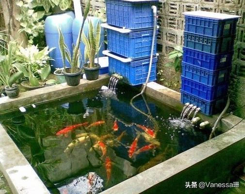 龍魚一只眼睛起白膜，病因、治療與預防全指南，龍魚眼睛起白膜，病因解析、治療方法及預防措施全指南