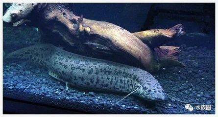 上門定做魚缸，打造專屬水族世界的完美選擇，上門定制魚缸，專屬水族世界的完美解決方案