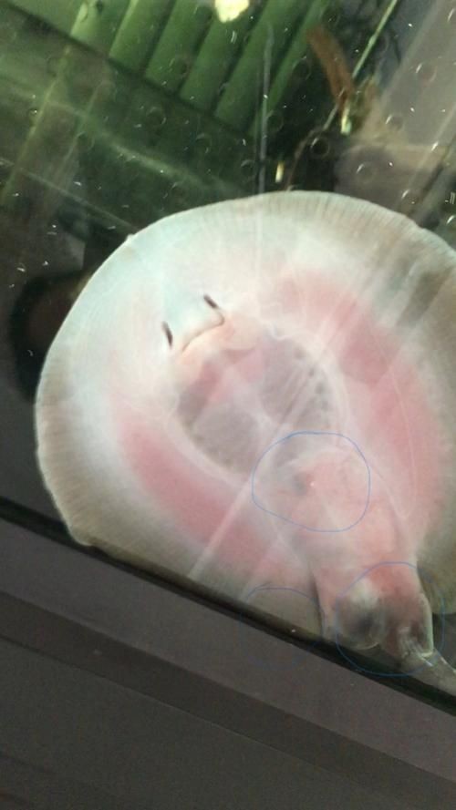 魟魚懷孕肚子圖片|關于魟魚懷孕的問題