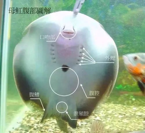 魟魚懷孕肚子圖片|關于魟魚懷孕的問題