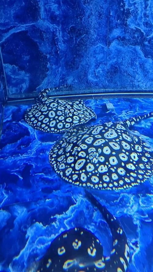 魟魚懷孕肚子圖片|關于魟魚懷孕的問題