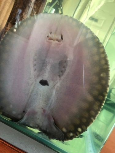 魟魚懷孕肚子圖片|關于魟魚懷孕的問題