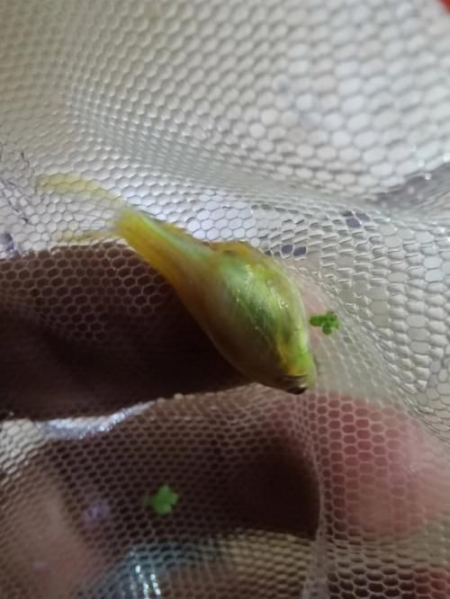 魟魚懷孕肚子圖片|關于魟魚懷孕的問題