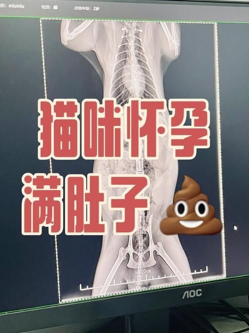 魟魚懷孕肚子圖片|關于魟魚懷孕的問題