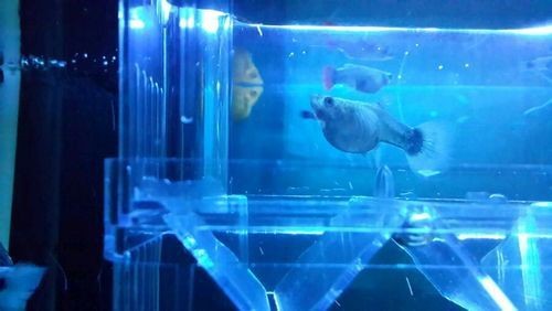 魟魚懷孕肚子圖片|關于魟魚懷孕的問題