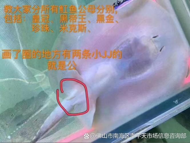 魟魚懷孕肚子圖片|關于魟魚懷孕的問題