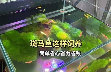 招財戰船魚能與龍魚混養嘛圖片大全大圖：招財戰船魚與龍魚混養的奧秘，圖片大圖全解析