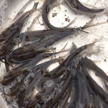 鳳尾魚(yú)多少錢(qián)一斤，鳳尾魚(yú)價(jià)格一斤多少錢(qián)