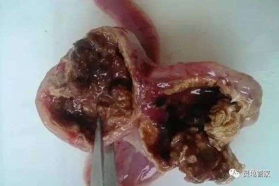 龍魚吃撐了不游動怎么辦？全面解析原因與解決方法，龍魚吃撐不游動？原因分析與解決對策全指南