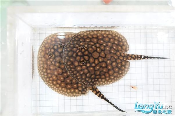 高端龍魚缸品牌排行榜，打造奢華水族世界的頂級選擇，2023年高端龍魚缸品牌排行榜，奢華水族箱的頂級之選