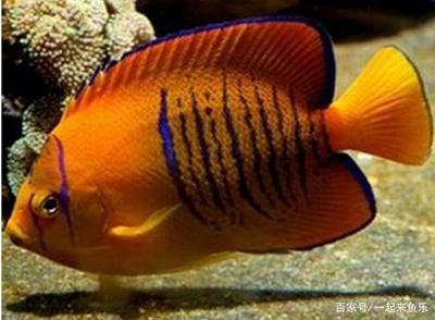龍魚立鱗恢復后鱗片邊緣發(fā)黑怎么回事兒:龍魚立鱗恢復后鱗片邊緣發(fā)黑可能是由于以下原因之一 龍魚百科 第3張 龍魚立鱗恢復后鱗片邊緣發(fā)黑怎么回事兒:龍魚立鱗恢復后鱗片邊緣發(fā)黑可能是由于以下原因之一 龍魚立鱗恢復后鱗片邊緣發(fā)黑怎么回事兒:龍魚立鱗恢復后鱗片邊緣發(fā)黑可能是由于以下原因之一 龍魚百科 第3張