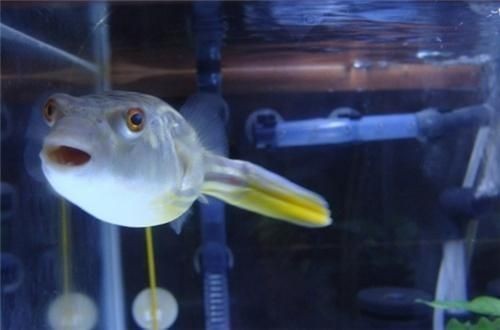 魚缸品牌十大排名，打造完美水族世界的頂級選擇，2023魚缸品牌十大排名，打造夢幻水族箱的頂級之選