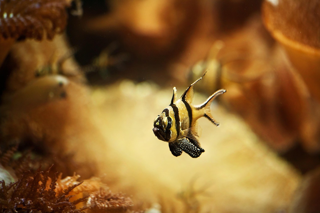 曼龍魚會攻擊其他魚嗎|如何識別曼龍魚的攻擊性？