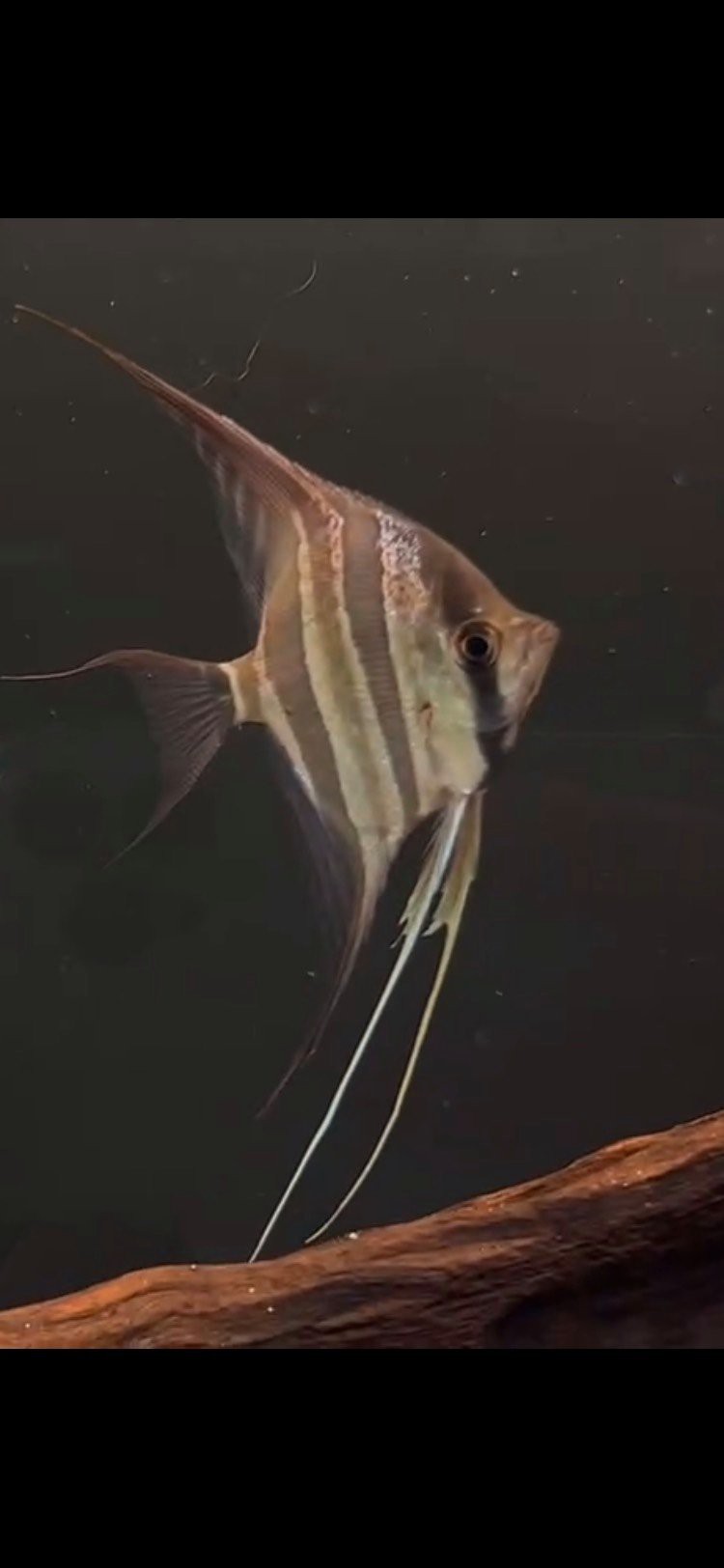 圣菲利佩埃及能長多大|圣菲利佩埃及神仙魚
