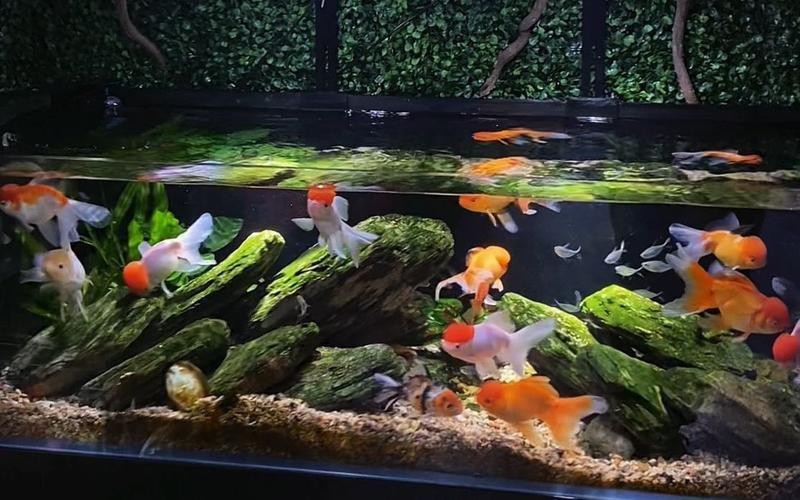 鷹潭水族店|關于“鷹潭水族店”