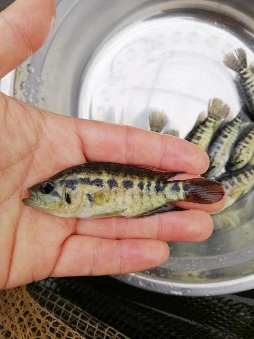 淡水石斑魚(yú)圖片，淡水石斑魚(yú)