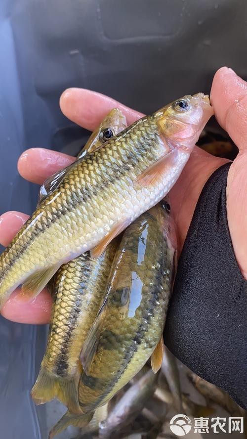 淡水石斑魚(yú)圖片，淡水石斑魚(yú)