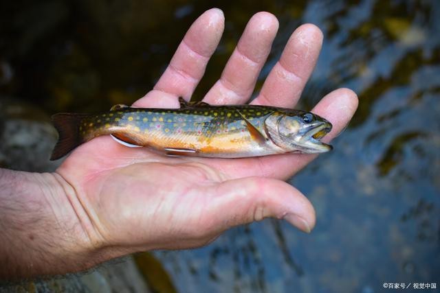 淡水石斑魚(yú)圖片，淡水石斑魚(yú)